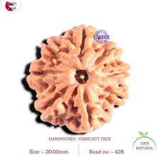 Load image into Gallery viewer, 8 Mukhi Nepalese Rudraksha - Bead No.428