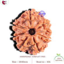 Load image into Gallery viewer, 8 Mukhi Nepalese Rudraksha - Bead No. 431