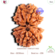 Load image into Gallery viewer, Gaurishanker Nepalese Rudraksha Bead No. - 256