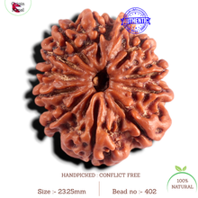 Load image into Gallery viewer, 12 Mukhi Nepalese Rudraksha - Bead No 402