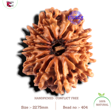 Load image into Gallery viewer, 12 Mukhi Nepalese Rudraksha - Bead No 404
