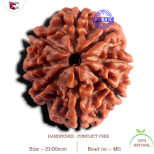 Load image into Gallery viewer, 8 Mukhi Nepalese Rudraksha - Bead No. 481