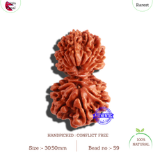 Load image into Gallery viewer, 17 Mukhi Nepalese Gaurishankar Rudraksha - Bead No. 59