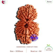 Load image into Gallery viewer, 17 Mukhi Nepalese Gaurishankar Rudraksha - Bead No. 64