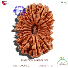 Load image into Gallery viewer, 17 Mukhi Nepalese Rudraksha - Bead No. 47