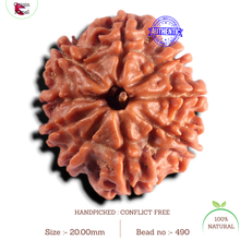 Load image into Gallery viewer, 9 Mukhi Nepalese Rudraksha - Bead No. 490