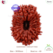 Load image into Gallery viewer, 17 Mukhi Nepalese Rudraksha - Bead No. 40