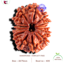 Load image into Gallery viewer, 13 Mukhi Ganesh Nepalese Rudraksha - Bead No. 400