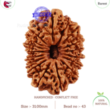 Load image into Gallery viewer, 17 Mukhi Nepalese Rudraksha - Bead No. 43