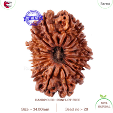 Load image into Gallery viewer, 17 Mukhi Nepalese Rudraksha - Bead No. 28