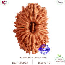 Load image into Gallery viewer, 20 Mukhi Nepalese Ganesha Rudraksha - Bead No 6