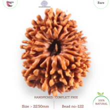 Load image into Gallery viewer, 14 Mukhi Nepalese Rudraksha - Bead No. 122