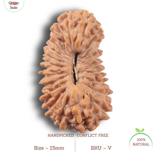 Load image into Gallery viewer, 24 Mukhi Rudraksha from Indonesia