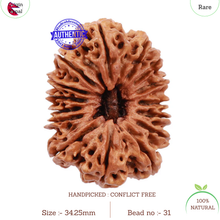Load image into Gallery viewer, 15 Mukhi Rudraksha from Nepal - Bead No. 31