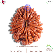 Load image into Gallery viewer, 14 Mukhi Nepalese Rudraksha - Bead No. 393