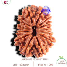 Load image into Gallery viewer, 13 Mukhi Nepalese Rudraksha - Bead No. 395