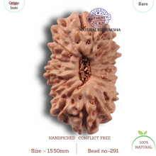 Load image into Gallery viewer, 17 Mukhi Rudraksha from Indonesia - Bead No. 291