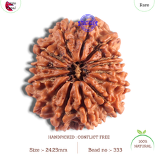 Load image into Gallery viewer, 14 Mukhi Nepalese Rudraksha - Bead No. 333