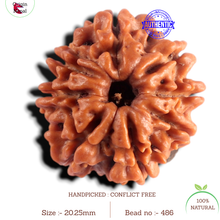Load image into Gallery viewer, 8 Mukhi Nepalese Rudraksha - Bead No. 486