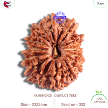 Load image into Gallery viewer, 14 Mukhi Nepalese Rudraksha - Bead No. 322