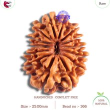 Load image into Gallery viewer, 14 Mukhi Nepalese Rudraksha - Bead No. 366