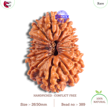 Load image into Gallery viewer, 14 Mukhi Nepalese Rudraksha - Bead No. 389