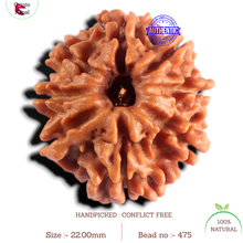 Load image into Gallery viewer, 8 Mukhi Nepalese Rudraksha - Bead No. 475