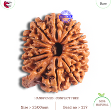 Load image into Gallery viewer, 14 Mukhi Nepalese Ganesh Rudraksha - Bead No. 337