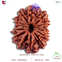 Load image into Gallery viewer, 14 Mukhi Nepalese Rudraksha - Bead No. 359