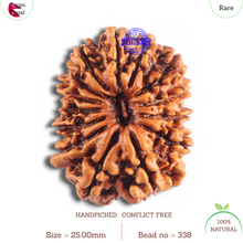 Load image into Gallery viewer, 14 Mukhi Nepalese Rudraksha - Bead No. 338