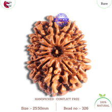 Load image into Gallery viewer, 14 Mukhi Nepalese Rudraksha - Bead No. 326
