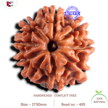 Load image into Gallery viewer, 9 Mukhi Nepalese Rudraksha - Bead No. 495