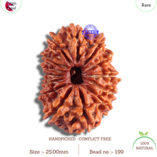 Load image into Gallery viewer, 14 Mukhi Nepalese Rudraksha - Bead No. 199