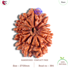 Load image into Gallery viewer, 14 Mukhi Nepalese Rudraksha - Bead No. 364