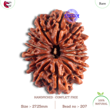 Load image into Gallery viewer, 14 Mukhi Nepalese Rudraksha - Bead No. 207