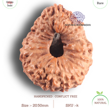 Load image into Gallery viewer, 23 Mukhi Rudraksha from Indonesia - Bead No. K