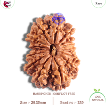 Load image into Gallery viewer, 14 Mukhi Nepalese Rudraksha - Bead No. 329