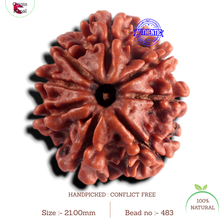 Load image into Gallery viewer, 8 Mukhi Nepalese Rudraksha - Bead No. 483