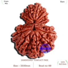 Load image into Gallery viewer, 16 Mukhi Garbh Gauri Rudraksha from Nepal - Bead No. 99