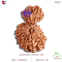 Load image into Gallery viewer, 19 Mukhi Gaurishankar Nepalese Rudraksha - Bead No 16