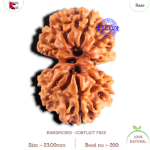Load image into Gallery viewer, Gaurishanker Nepalese Rudraksha Bead No. - 260