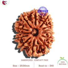 Load image into Gallery viewer, 13 Mukhi Nepalese Rudraksha - Bead No. 245
