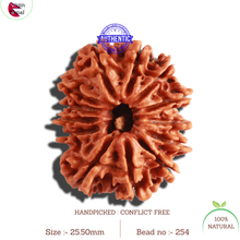 Load image into Gallery viewer, 13 Mukhi Nepalese Rudraksha - Bead No. 254