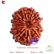 Load image into Gallery viewer, 13 Mukhi Nepalese Rudraksha - Bead No. 290