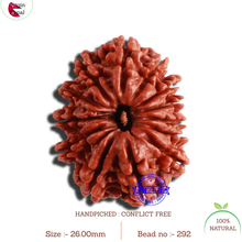 Load image into Gallery viewer, 13 Mukhi Nepalese Rudraksha - Bead No. 292