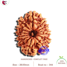 Load image into Gallery viewer, 13 Mukhi Nepalese Rudraksha - Bead No. 344