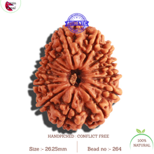 Load image into Gallery viewer, 13 Mukhi Nepalese Rudraksha - Bead No. 264