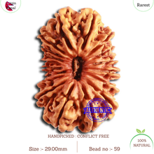 Load image into Gallery viewer, 18 Mukhi Rudraksha from Nepal - Bead No. 59