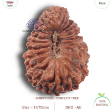 Load image into Gallery viewer, 23 Mukhi Rudraksha from Indonesia
