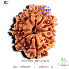 Load image into Gallery viewer, 9 Mukhi Nepalese Rudraksha - Bead No. 487